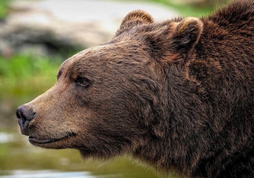 Foresters ask permission to shoot a problem bear in the Rhodope mountain