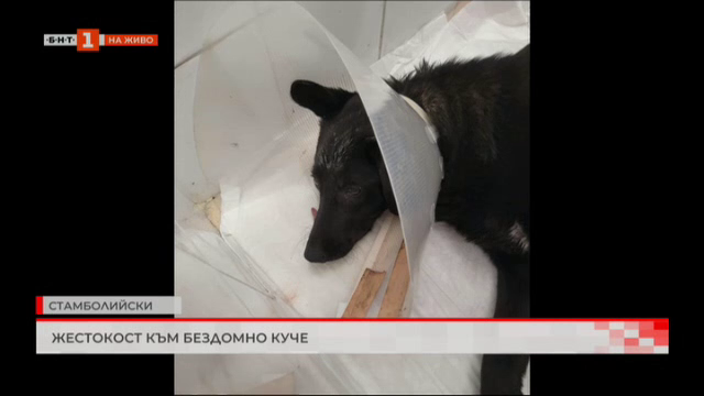 Жестокост към бездомно куче в Стамболийски