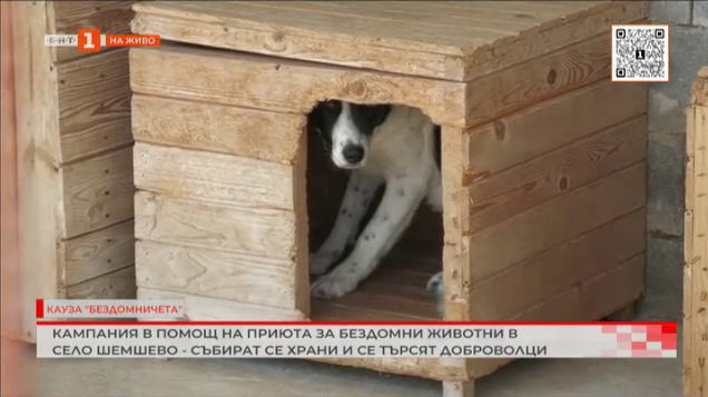 Кампания в помощ на приюта за бездомни животни в село Шемшево