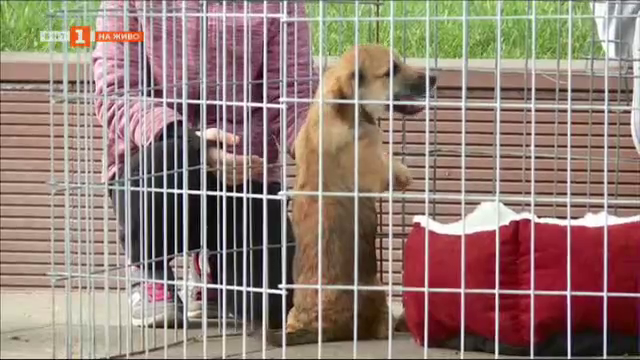 Кучета от приют в Пловдив участваха в демонстрация на пет-терапия