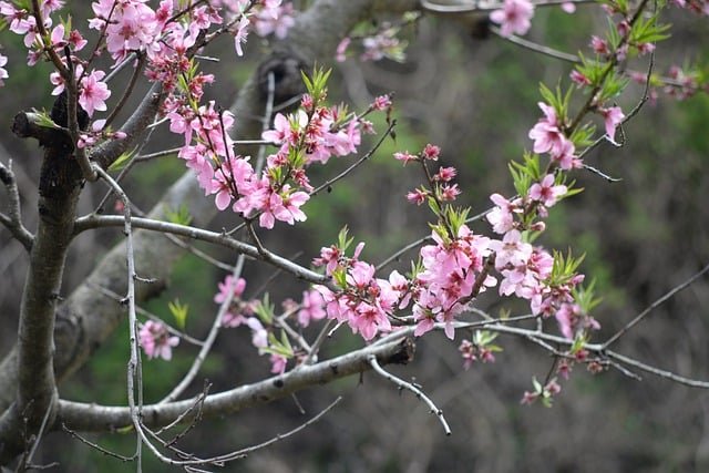Сакура: Пролетната магия на японските дървета