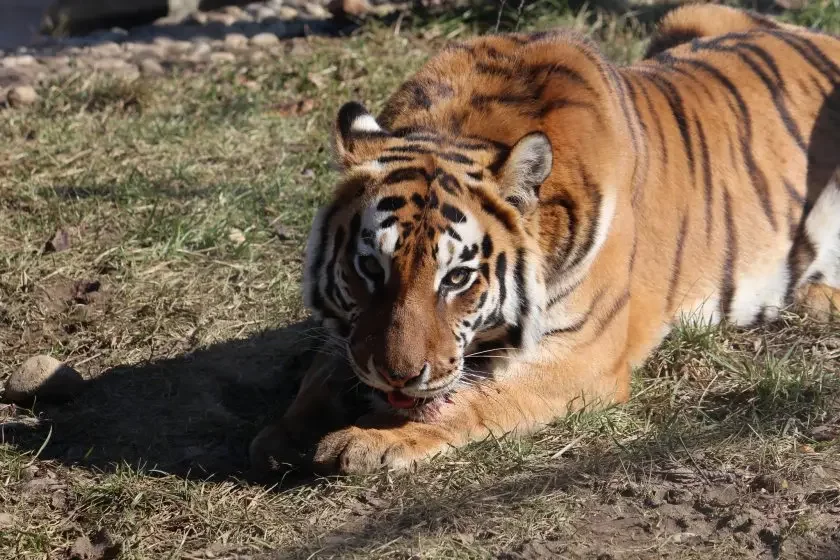 Siberian tiger Shelley at Sofia Zoo died at 19