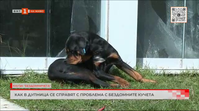 Как в Дупница се справят с проблема с бездомните кучета