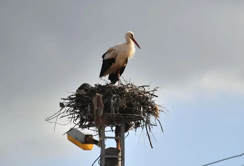 Over 300 safe nesting platforms for storks installed on electricity pylons in Burgas region