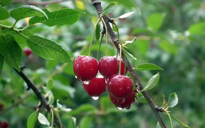 Poor harvest and relatively high prices of early cherry varieties in Plovdiv region
