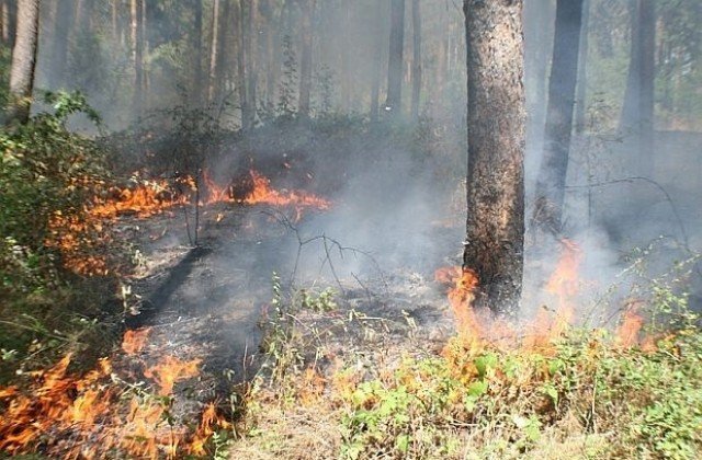 Противопожарни мерки в горите в страната заради високите температури