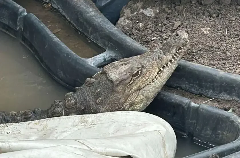 Crocodile found in Sofia's "Botunets" residential quarter (updated)