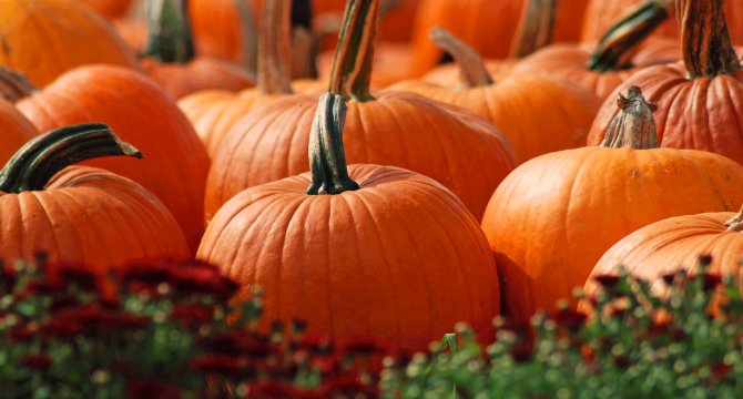 Започва фестивалът на тиквата в Севлиево