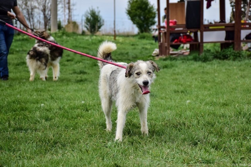 Защо да осиновим, а не да купуваме животни