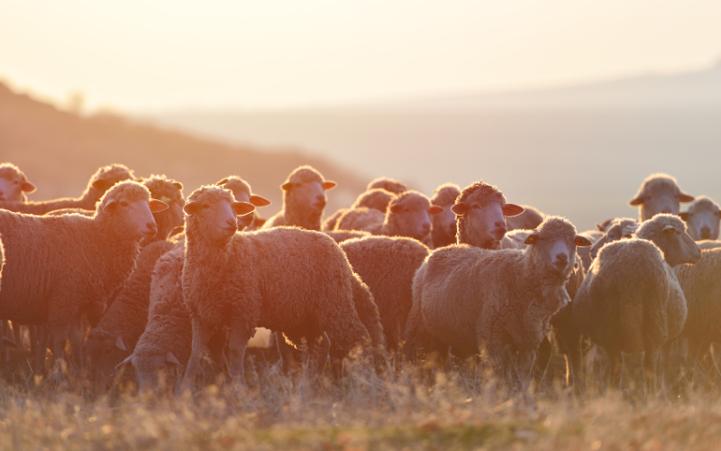 Шарка по животните