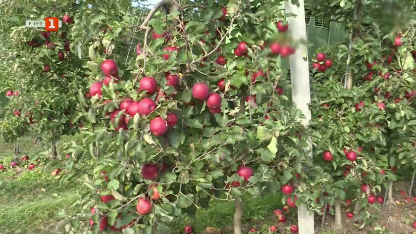 Развенчаване на митовете за полските ябълки