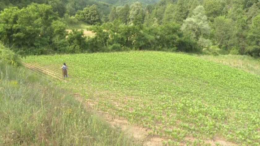 TÜTÜN ÜRETİMİ RİSK ALTINDA MI