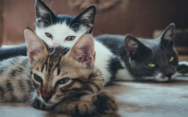 Yunanistan'da hayvanlara eziyet eden adama 1.7 milyon avro para cezası 