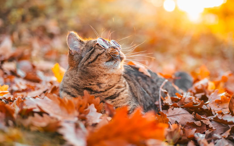 Трайни мъгли над Дунавската равнина, слънчево в останалата част от страната