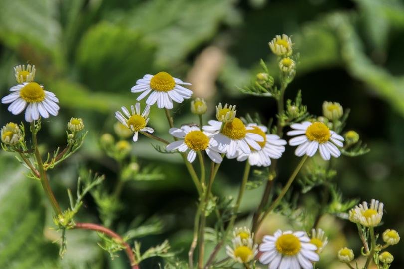 Тайни лечебни практики от българската народна медицина