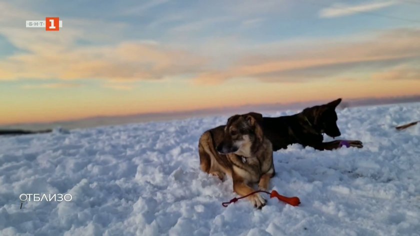 Нова безплатна кампания за обучаване на кучета спасители