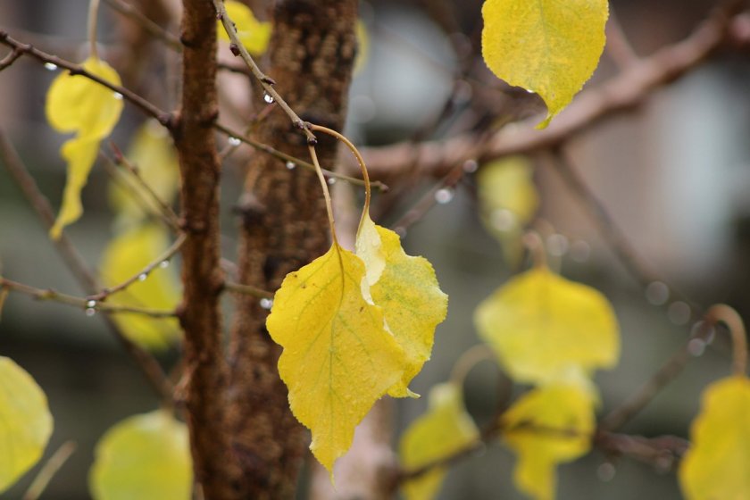 Дъждовно в почти цялата страна в четвъртък
