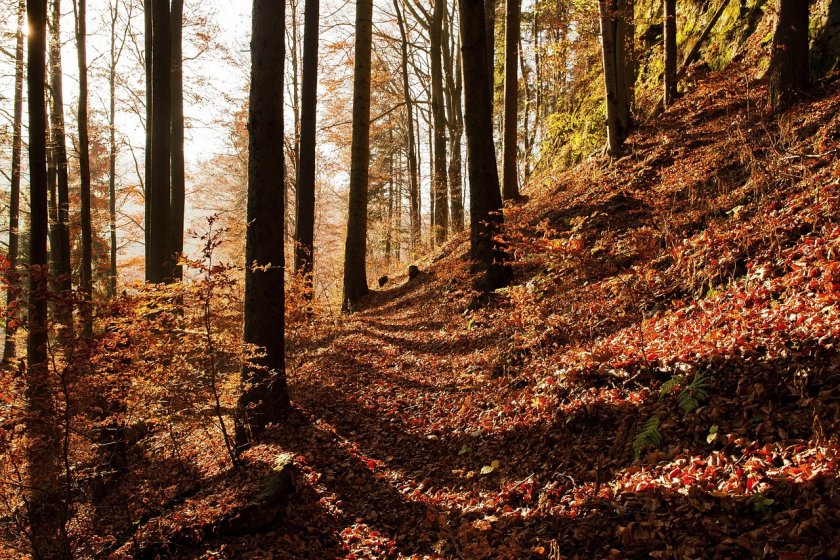 В близките дни: Слънчево време, преди обяд на много места с мъгли