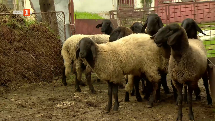 История за овце и края на илюзиите