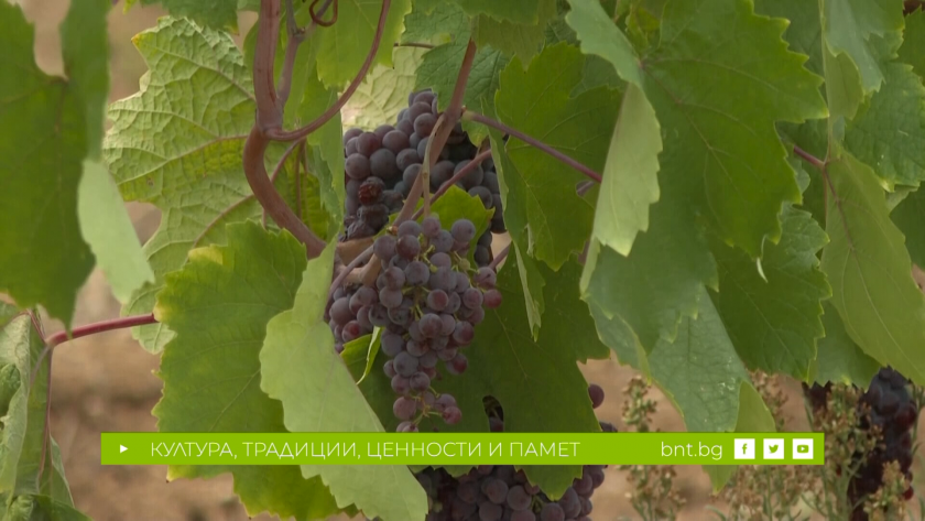 Новото лице на винения туризъм, 02.02.2026