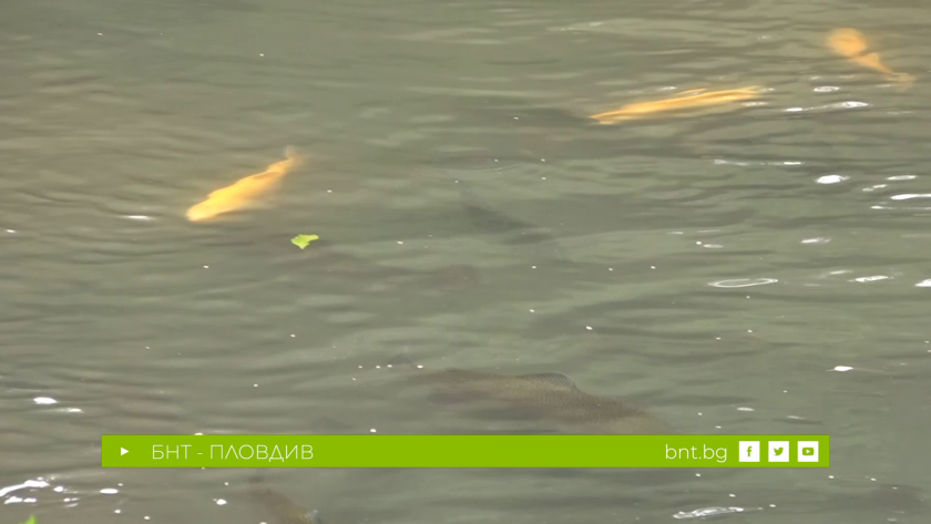 Скоростен риболов на пъстърва с изкуствени примамки в затворен водоем - 17.01.2026