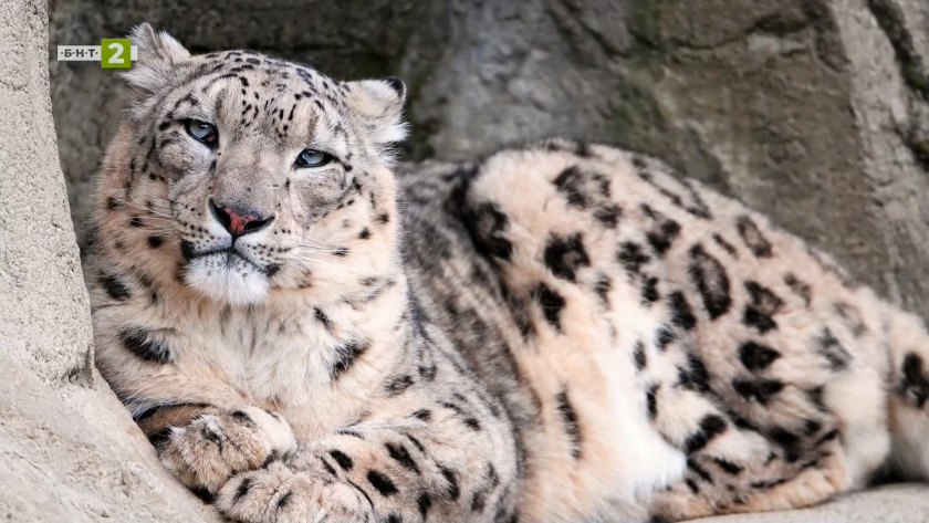 Снежният леопард и хората, които го пазят