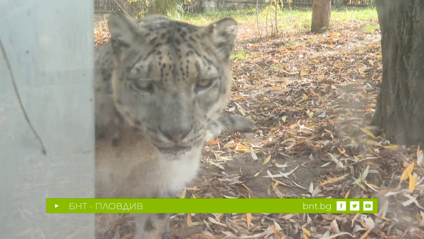 Снежният леопард и хората, които го пазят - 10.01.2026