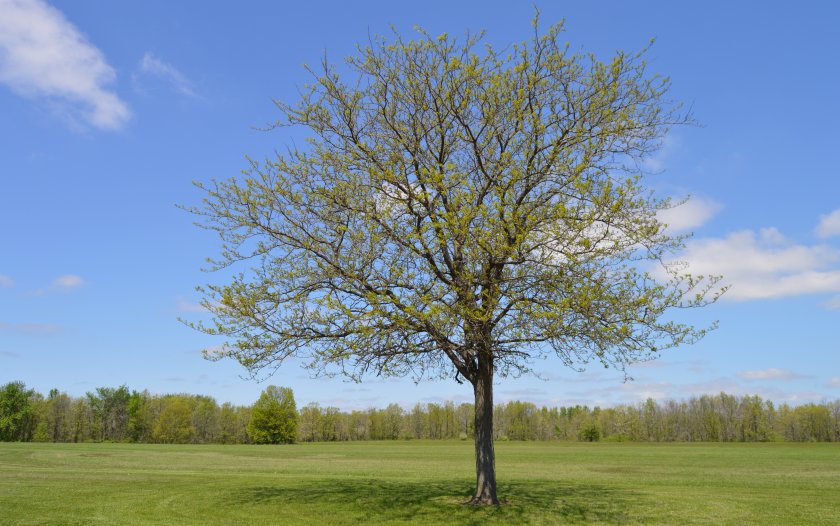 Максимални температури между 11&deg; и 17&deg;