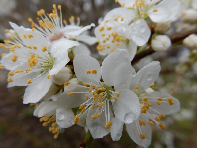 Променливо време с валежи до неделя
