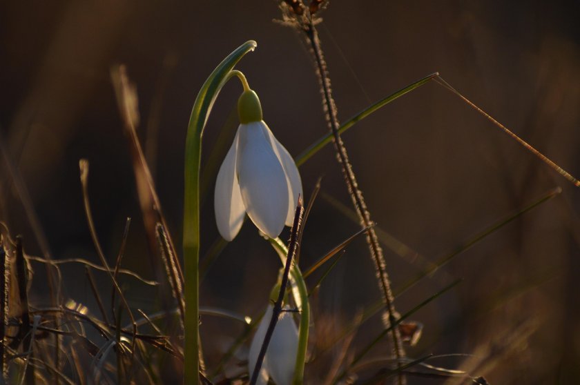 Затопляне и слънчево време в близките дни