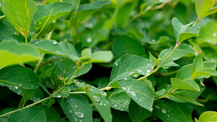 Дъжд на много места и максимални температури между 11&deg; и 16&deg; в събота