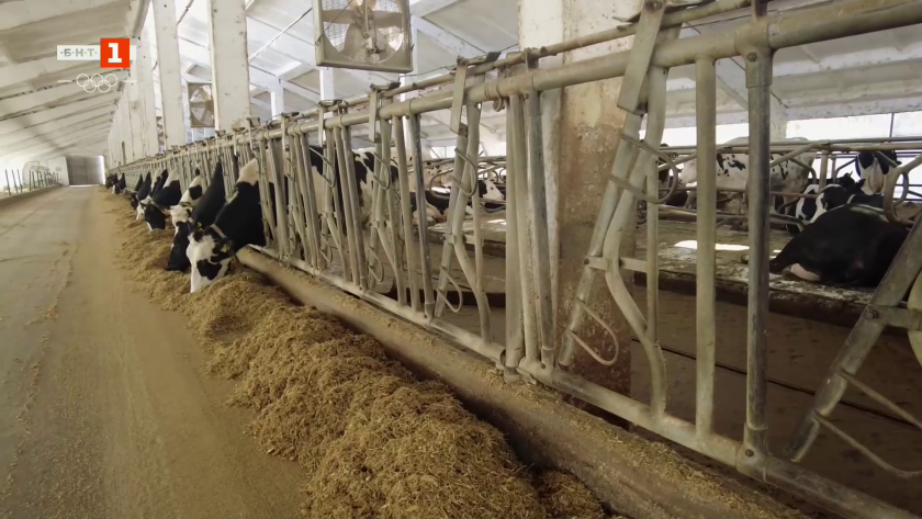 Ферма, в която робот дои кравите, а те слушат класическа музика