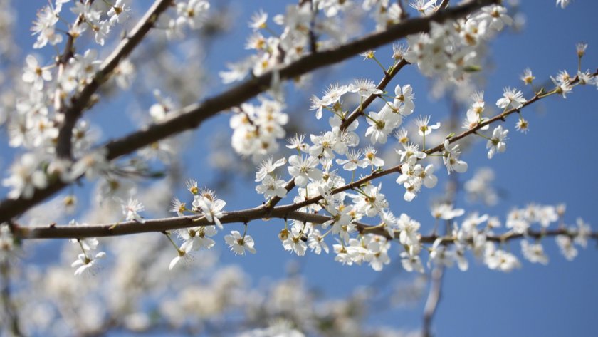 Утре ще преобладава слънчево време