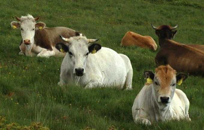 Що е то изложбено животновъдство - 28.02.2026