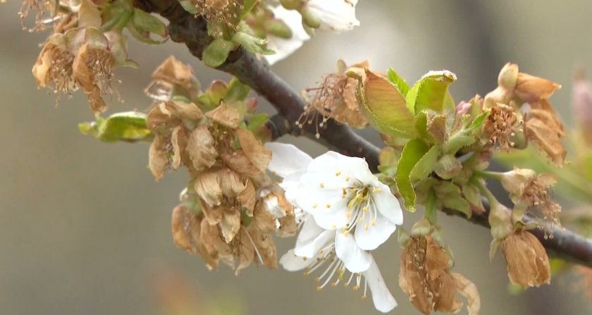 Има ли риск за овошките тази зима?