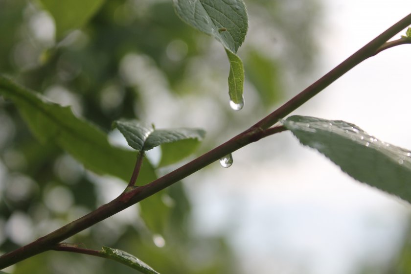 В четвъртък облачно със слаби валежи от дъжд, в планините - от сняг
