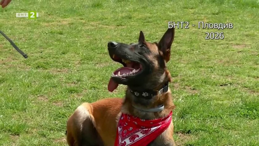 Фитнес уреди за четириноги