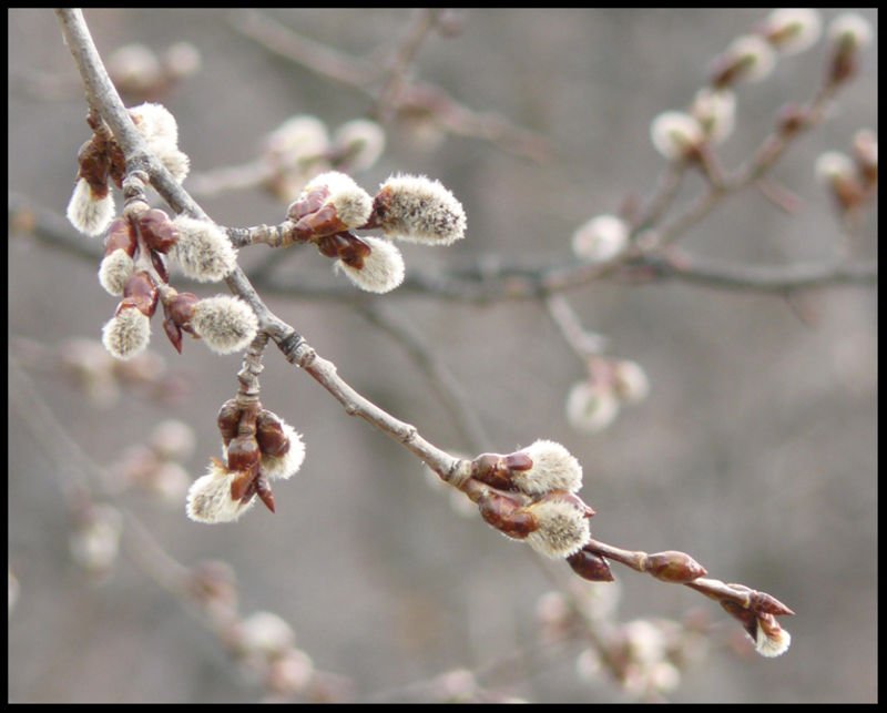 Понижение на температурите в началото на април