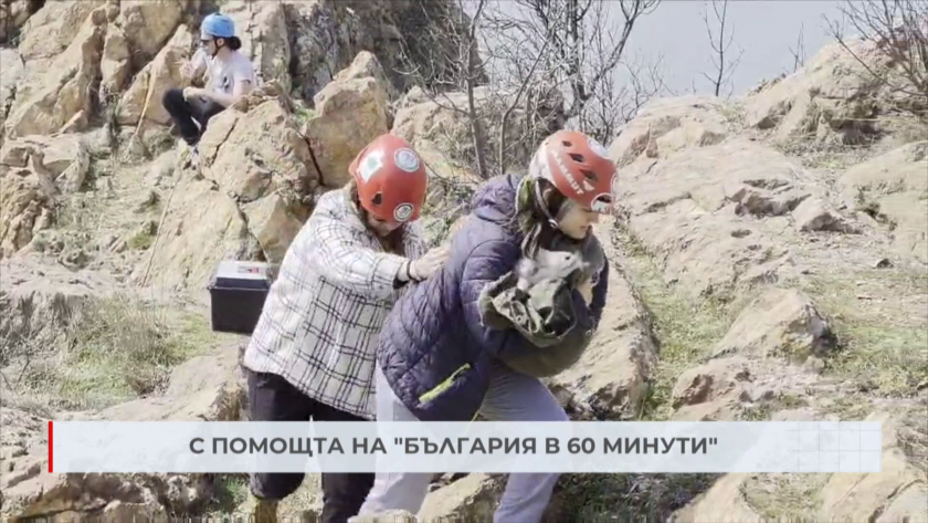 С помощта на "България в 60 мунити": Спасителната акция на овцете край Кърджали