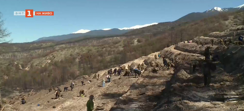 Започна залесяването на горите, унищожени от пожара в Пирин