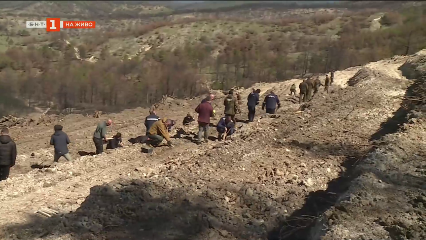 Започна залесяването на горите, унищожени от пожара в Пирин