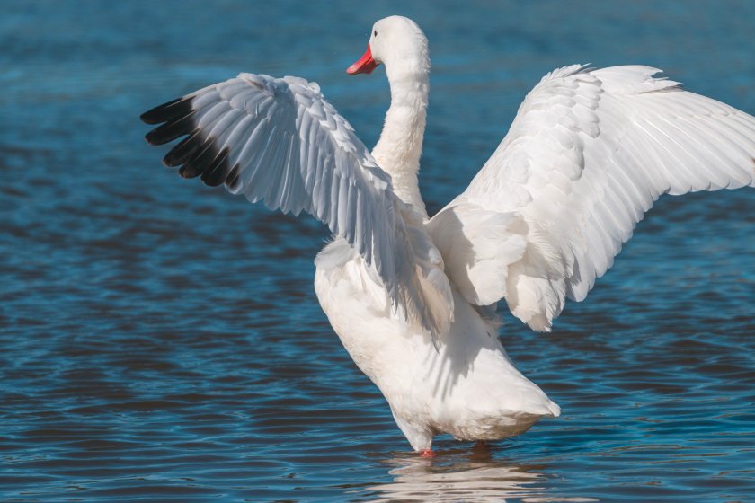 Среща по повод Международния ден за защита на птиците - 01.04.2026