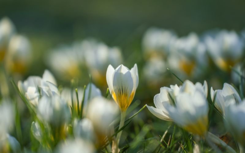 Почти тихо с условия за образуване на слани