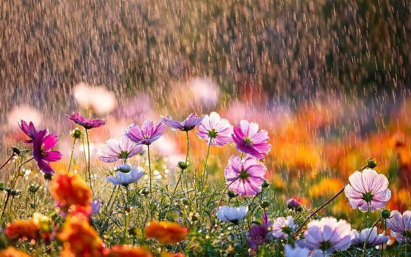 Слънчево преди обяд, следобед - валежи и гръмотевици