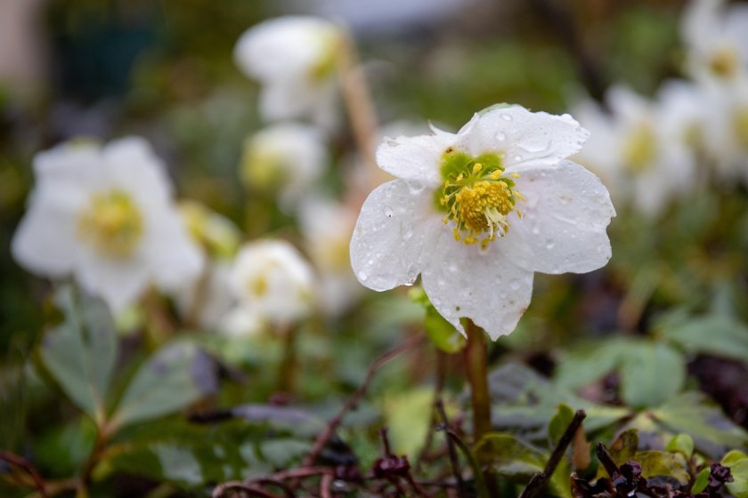 Дъждовен следобед с гръмотевици и засилване на вятъра