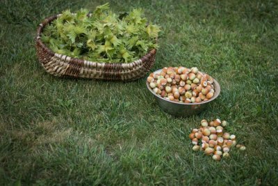 A global chocolate company encourages local producers to grow hazelnuts