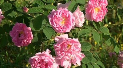 Производители на рози са пред отказ да обработват градините си