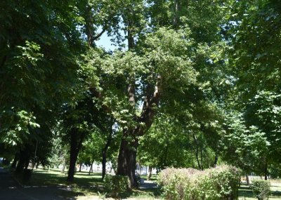 Minister of Environment declared centuries-old trees as protected