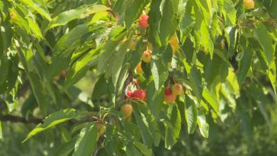 Cherry crop in Kyustendil is smaller by 30% to 50% this year