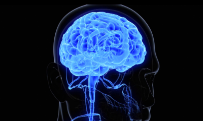 Какво знаем за човешкия мозък?